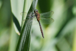 Vorschaubild Odonata, Corduliidae, Somatochlora flavomaculata, Gefleckte Smaragdlibelle_2020_06_01--15-15-11.jpg 