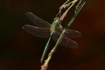 Vorschaubild Odonata, Corduliidae, Somatochlora metallica, Glaenzende Smaragdlibelle_2020_06_12--16-49-16.jpg 