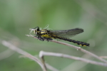 Vorschaubild Odonata, Gomphidae, Gomphus vulgatissimus, Gemeine Keiljungfer_2018_05_03--15-13-48.jpg 