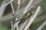 Vorschaubild Odonata, Gomphidae, Gomphus vulgatissimus, Gemeine Keiljungfer_2018_05_03--15-15-25.jpg 