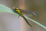 Vorschaubild Odonata, Gomphidae, Gomphus vulgatissimus, Gemeine Keiljungfer_2019_05_19--15-41-58.jpg 