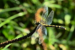 Vorschaubild Odonata, Gomphidae, Onychogomphus forcipatus, Kleine Zangenlibelle, Weibchen_2016_08_28--16-02-48.jpg 