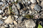 Vorschaubild Odonata, Gomphidae, Onychogomphus forcipatus, Kleine Zangenlibelle_2016_08_13--14-58-13.jpg 