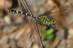 Vorschaubild Odonata, Gomphidae, Onychogomphus forcipatus, Kleine Zangenlibelle_2022_07_27--10-04-17.jpg 