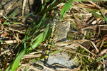 Vorschaubild Odonata, Gomphidae, Ophiogomphus cecilia, Gruene Flussjungfer_2022_08_11--09-59-35.jpg 