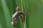 Vorschaubild Odonata, Libellulidae, Beim Schluepfen_2022_05_03--09-42-26.jpg 