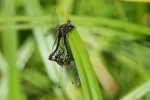 Vorschaubild Odonata, Libellulidae, Leucorrhinia dubia, Kleine Moosjungfer, Paarungsrad_2015_06_05--09-44-30.jpg 