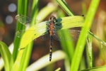 Vorschaubild Odonata, Libellulidae, Leucorrhinia dubia, Kleine Moosjungfer_2015_06_05--09-01-15.jpg 
