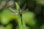 Vorschaubild Odonata, Libellulidae, Leucorrhinia dubia, Kleine Moosjungfer_2015_06_05--09-05-30.jpg 