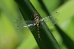 Vorschaubild Odonata, Libellulidae, Leucorrhinia dubia, Kleine Moosjungfer_2015_06_05--09-38-53.jpg 