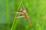 Vorschaubild Odonata, Libellulidae, Libellula fulva, Spitzenfleck, Weibchen_2019_05_19--15-30-21.jpg 