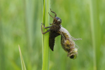 Vorschaubild Odonata, Libellulidae, Libellula quadrimaculata, Puppen, schluepfend_2019_05_17--10-45-09.jpg 