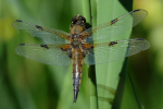 Vorschaubild Odonata, Libellulidae, Libellula quadrimaculata, Vierfleck_2022_06_04--10-14-47.jpg 