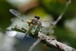 Vorschaubild Odonata, Libellulidae, Odonata, Libellula quadrimaculata, Vierfleck, Weibchen_2020_06_12--15-52-30.jpg 