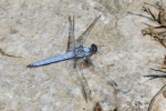 Vorschaubild Odonata, Libellulidae, Orthetrum brunneum, Suedlicher Blaupfeil_2019_07_27--12-43-47.jpg 