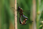 Vorschaubild Odonata, Libellulidae, Orthetrum cancellatum, Grosser Blaupfeil, Paarungsrad_2022_05_27--11-38-23.jpg 