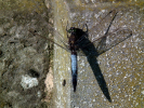 Vorschaubild Odonata, Libellulidae, Orthetrum cancellatum, Grosser Blaupfeil_2010_08_29--10-07-41.jpg 