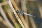 Vorschaubild Odonata, Libellulidae, Orthetrum, Blaupfeil_2019_07_26--09-28-48.jpg 