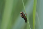 Vorschaubild Odonata, Libellulidae, Schlupf_2018_05_19--09-37-47.jpg 