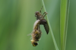 Vorschaubild Odonata, Libellulidae, Schlupf_2018_05_19--10-03-57.jpg 