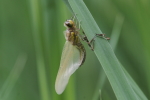 Vorschaubild Odonata, Libellulidae, Schlupf_2018_05_19--10-12-49.jpg 