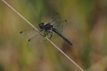 Vorschaubild Odonata, Libellulidae, Sympetrum danae, Schwarze Heidelibelle_2015_08_27--13-22-49.jpg 