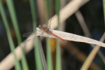 Vorschaubild Odonata, Libellulidae, Sympetrum fonscolombii, Fruehe Heidelibelle_2017_08_20--13-35-55.jpg 