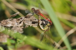 Vorschaubild Odonata, Libellulidae, Sympetrum sanguineum, Blutrote Heidelibelle, Paarung_2015_08_31--08-47-08.jpg 