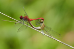 Vorschaubild Odonata, Libellulidae, Sympetrum sanguineum, Blutrote Heidelibelle, Paarungsrad_2019_08_29--13-54-51.jpg 