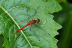 Vorschaubild Odonata, Libellulidae, Sympetrum sanguineum, Blutrote Heidelibelle_2019_07_21--12-06-40.jpg 