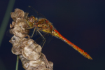 Vorschaubild Odonata, Libellulidae, Sympetrum sanguineum_2008_08_18--12-50-00.jpg 