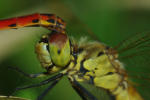 Vorschaubild Odonata, Libellulidae, Sympetrum striolatum, Grosse Heidelibelle, Paarung_2013_08_21--08-32-37.jpg 