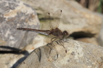 Vorschaubild Odonata, Libellulidae, Sympetrum striolatum, Grosse Heidelibelle, Weibchen_2018_10_14--15-31-49.jpg 