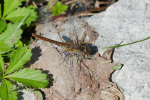 Vorschaubild Odonata, Libellulidae, Sympetrum striolatum, Grosse Heidelibelle_2019_08_14--13-06-59.jpg 