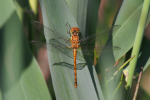 Vorschaubild Odonata, Libellulidae, Sympetrum vulgatum, Gemeine Heidelibelle_2019_07_04--09-59-46.jpg 