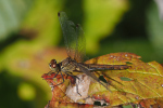 Vorschaubild Odonata, Libellulidae, Sympetrum vulgatum, Gemeine Heidelibelle_2022_10_06--15-54-54.jpg 