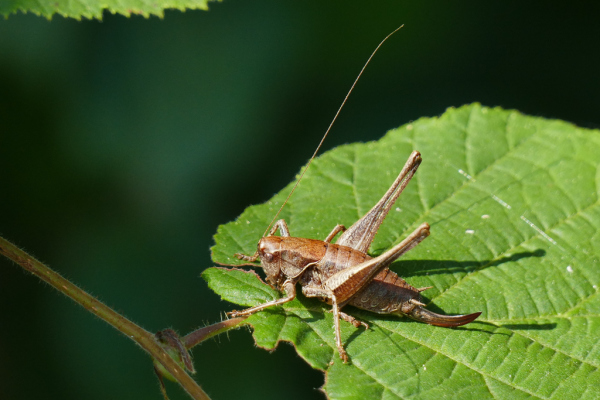 Skaliertes Bild Orthoptera, Tettigoniidae,  Pholidoptera griseoaptera, Strauchschrecke_2019_08_31--11-38-47.jpg 