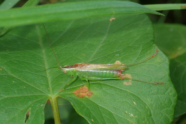 Skaliertes Bild Orthoptera, Tettigoniidae, Conocephalus fuscus, Langfluegelige Schwertschrecke_2020_08_22--14-18-28.jpg 