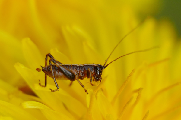 Skaliertes Bild Orthoptera, Tettigoniidae, Pholidoptera griseoaptera, Gemeine Strauchschrecke, Larve_2019_04_23--12-06-05.jpg 