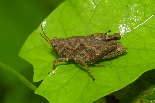 Skaliertes Bild Saltatoria, Tetrigidae, Dornschrecke_2020_08_13--09-27-23.jpg 