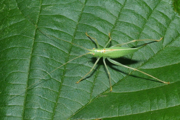 Skaliertes Bild Saltatoria, Tettigoniidae, Meconema thalassinum, Gemeine Eichenschrecke_2023_08_05--10-44-59.jpg 