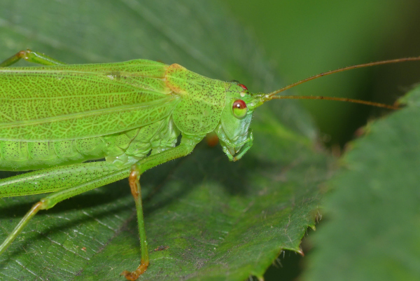 Skaliertes Bild Saltatoria, Tettigoniidae, Phaneroptera nana, Sichelschrecke, Weibchen_2023_08_31--11-02-59.jpg 