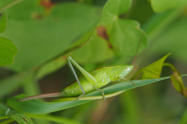 Skaliertes Bild Saltatoria, Tettigoniidae,Ruspolia nitidula, Grosse Schiefkopfschrecke, weibliche Larve_2023_07_27--12-07-04.jpg 