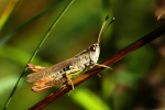 Vorschaubild Orthoptera, Acrididae, Gomphocerippus rufus_2022_08_10--09-46-40.jpg 