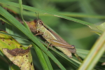 Vorschaubild Orthoptera, Acrididae, Mecostethus parapleurus_2018_09_02--16-15-56.jpg 