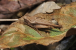 Vorschaubild Orthoptera, Tetrigidae, Tetrix subulata, Saebel-Dornschrecke_2017_09_05--11-34-39.jpg 