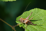 Vorschaubild Orthoptera, Tettigoniidae,  Pholidoptera griseoaptera, Strauchschrecke_2019_08_31--11-38-47.jpg 