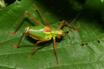 Vorschaubild Othoptera, Tettigoniidae, Barbitistes serricauda, Laubholz-Saebelschrecke_2022_07_19--19-07-45.jpg 