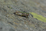 Vorschaubild Saltatoria, Acrididae, Aeropedellus variegatus, Alpen-Keulenschrecke_2013_08_22--14-20-58.jpg 