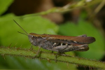 Vorschaubild Saltatoria, Acrididae, Chorthippus biguttulus_2006_07_29--14-19-00.jpg 
